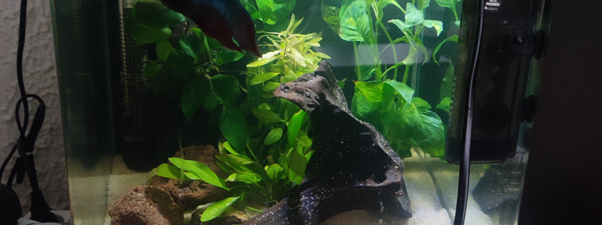 aquarium Taeil