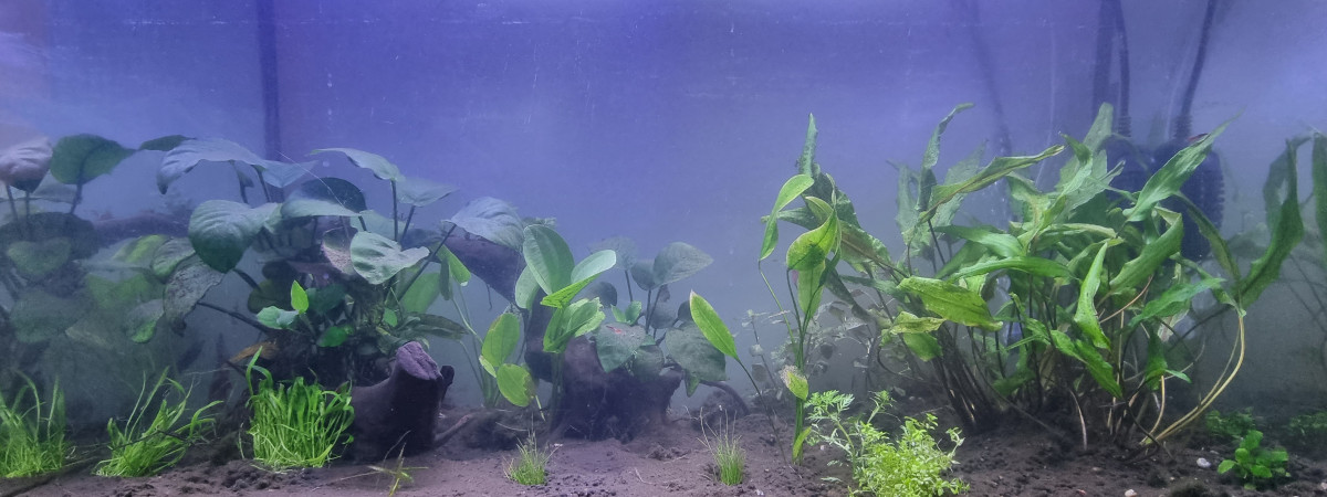 aquarium Lowtech 100 litres