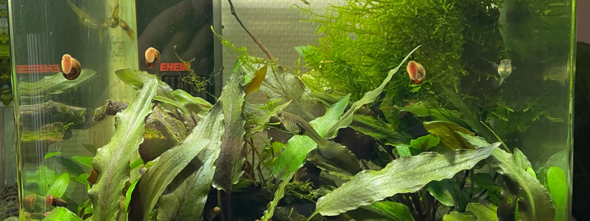 aquarium Nano Bac - Guppy endler