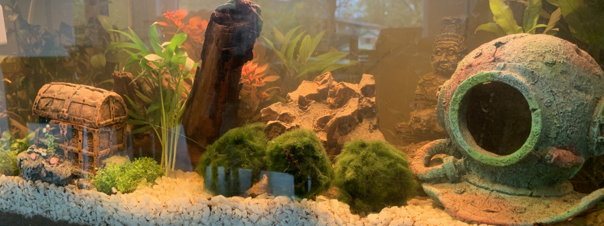 aquarium Communautaire 60L helo