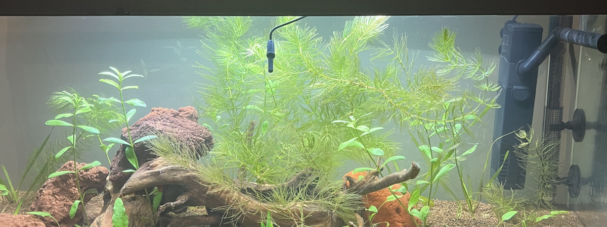 aquarium 80 litres débutant