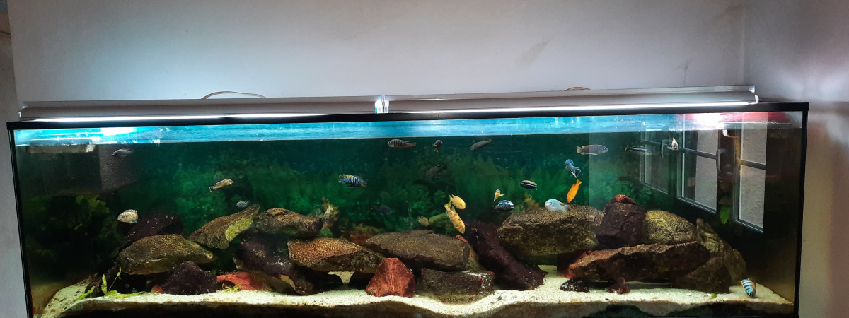 aquarium 1000L  mbunas malawi