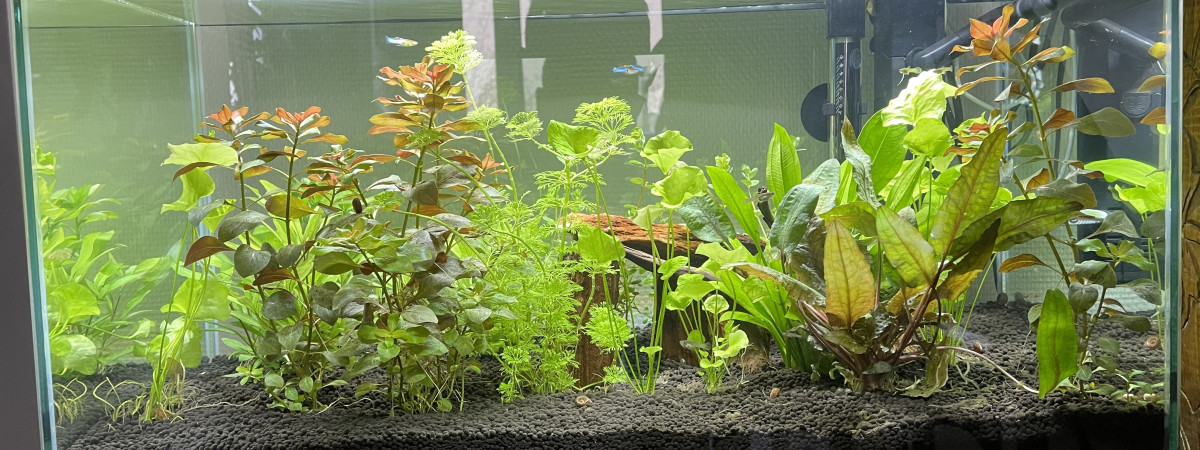 aquarium Aquarium Ciano 60 litres