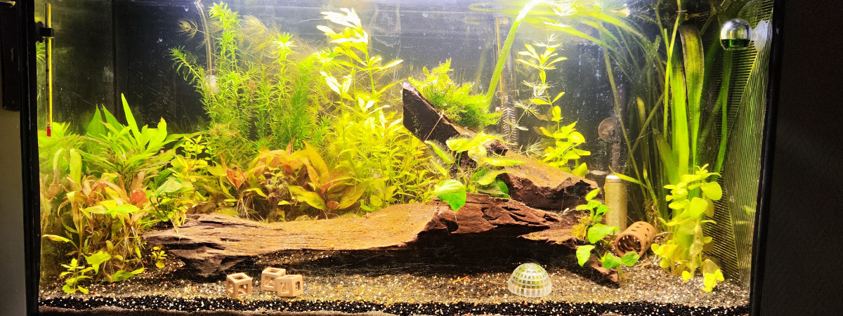 aquarium Aquarium 96L japonais