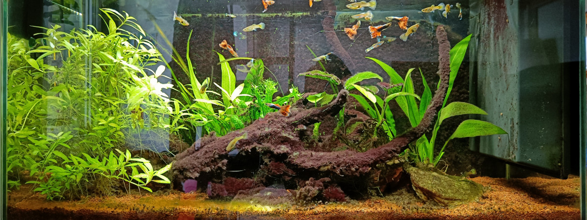 aquarium Aquarium de Pierre