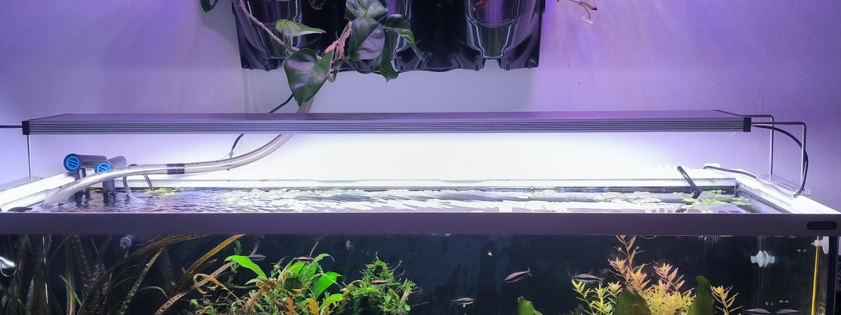 aquarium Gouramis style