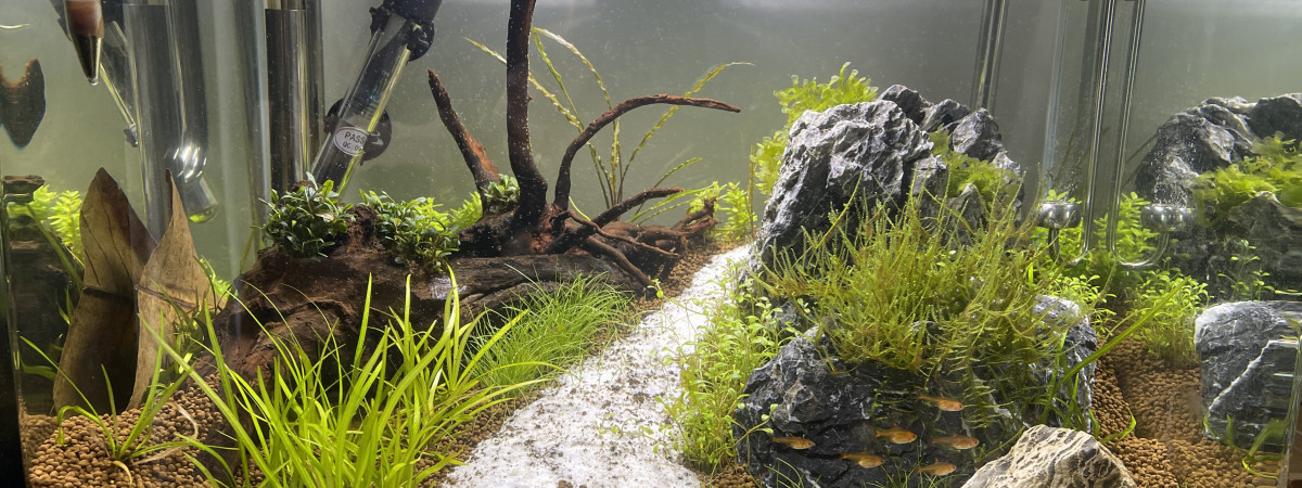 aquarium NanoCube 55
