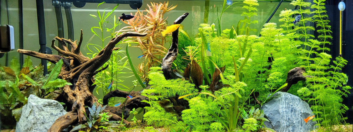 aquarium Juwel vision 180