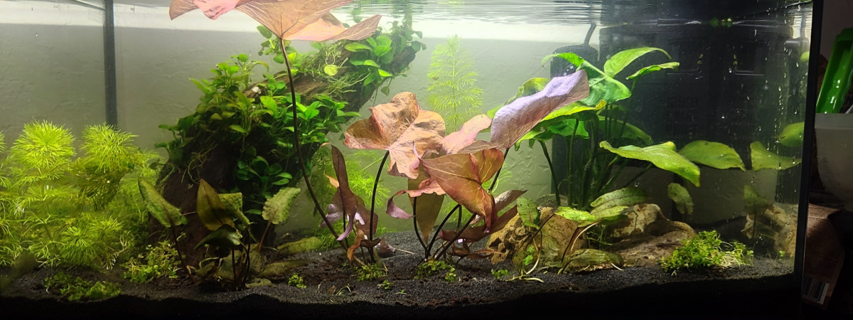 aquarium Aquarium salon