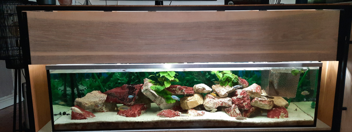 aquarium 600L malawi