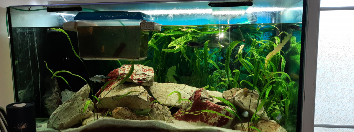 aquarium 360L malawi