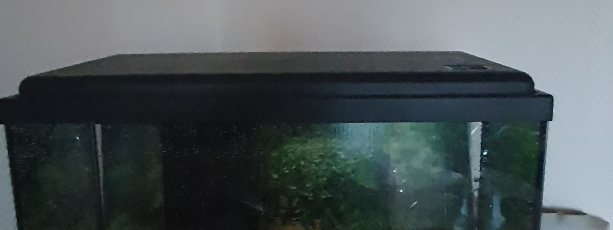 aquarium Aquarium debutant