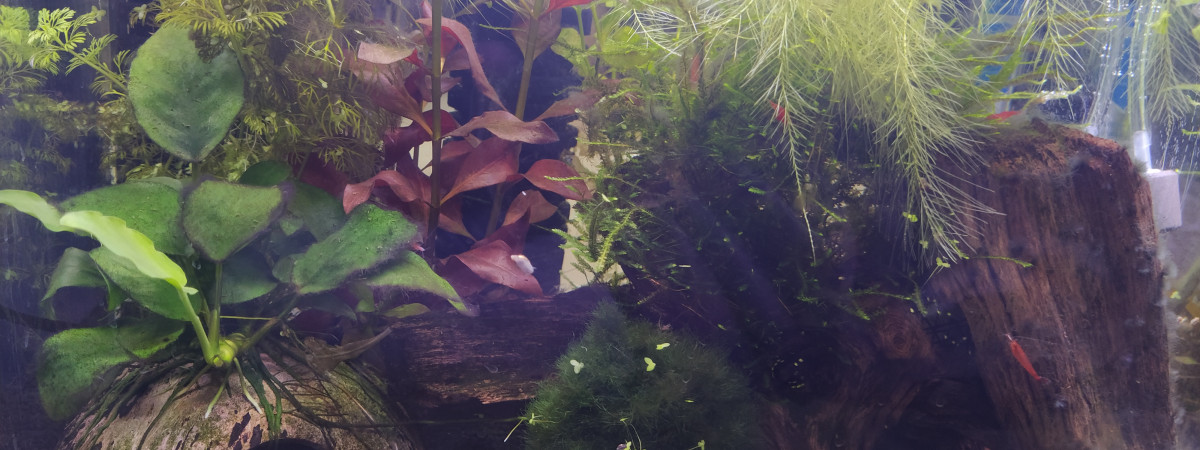 aquarium Fouillis 30l