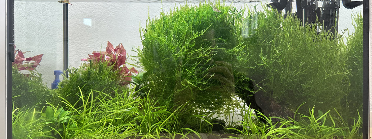 aquarium Communautaire endler
