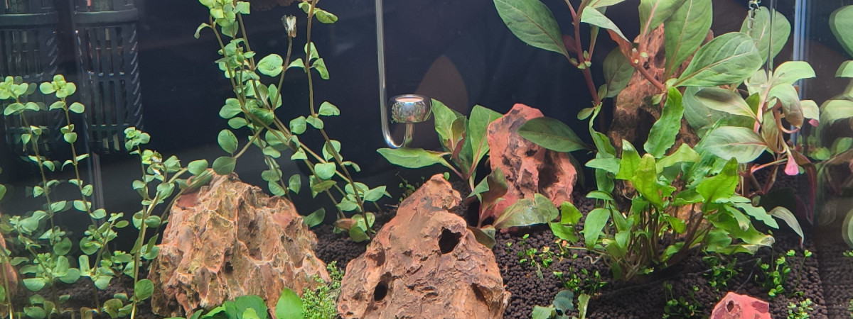 aquarium Bac 1