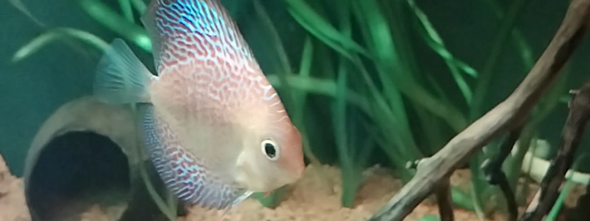 aquarium 430L plus decante