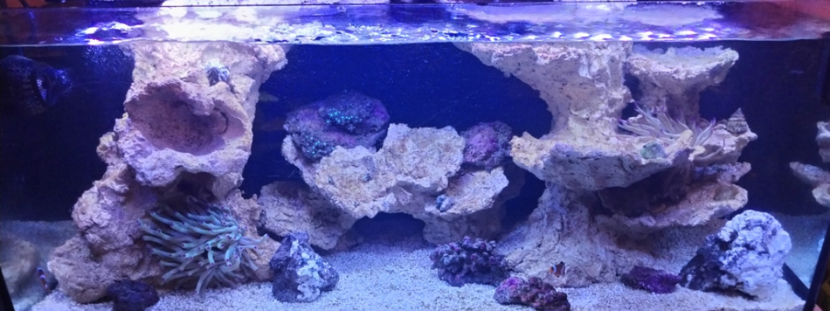 aquarium 100L recifal
