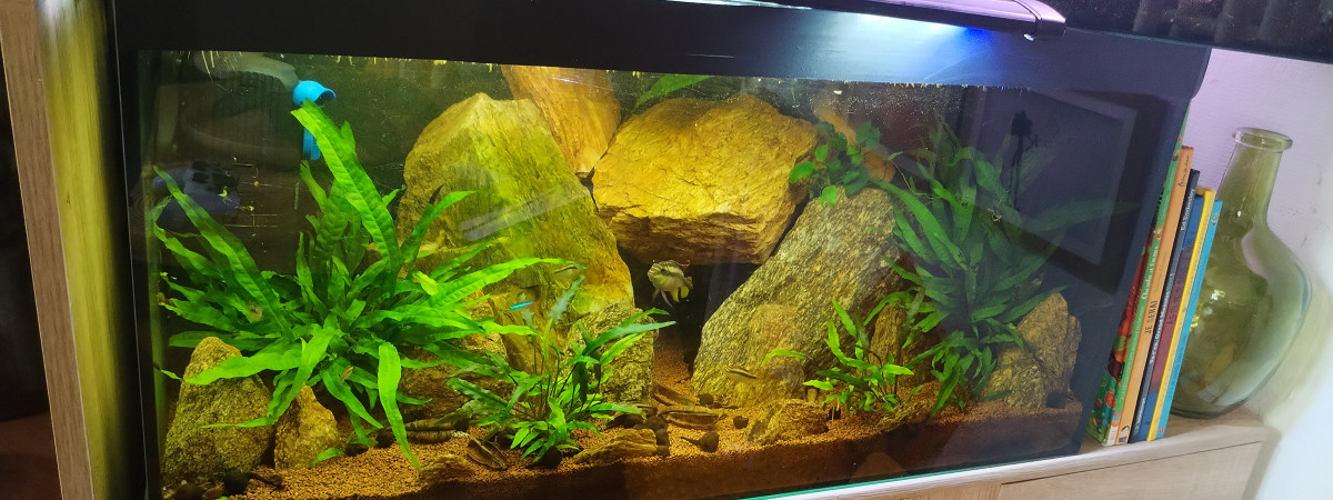 aquarium 100 L specifique pelmato