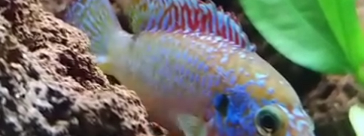 aquarium 100L spécifique couple Hemichromis Lifalili