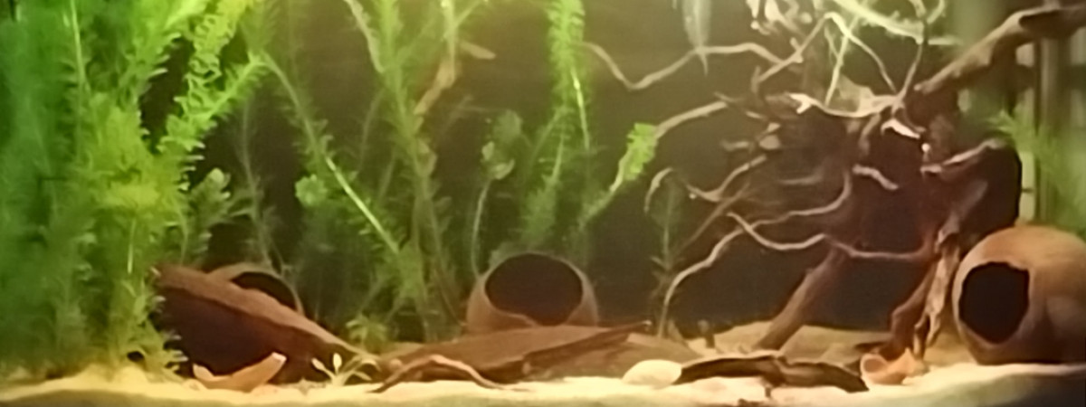 aquarium Communautaire 120 L