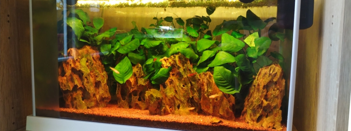 aquarium 30L red cherry