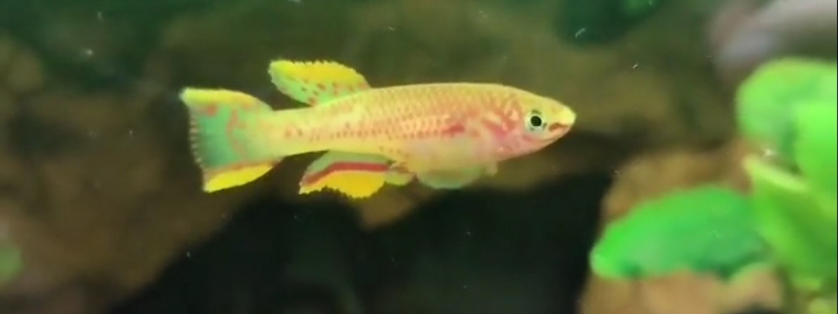 aquarium 30L spécifique trio de killies