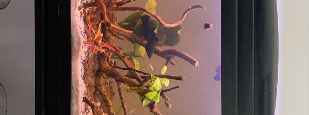 aquarium 80l