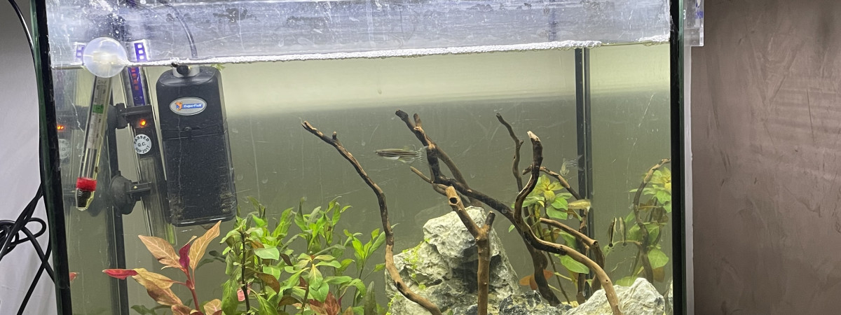 aquarium 45l