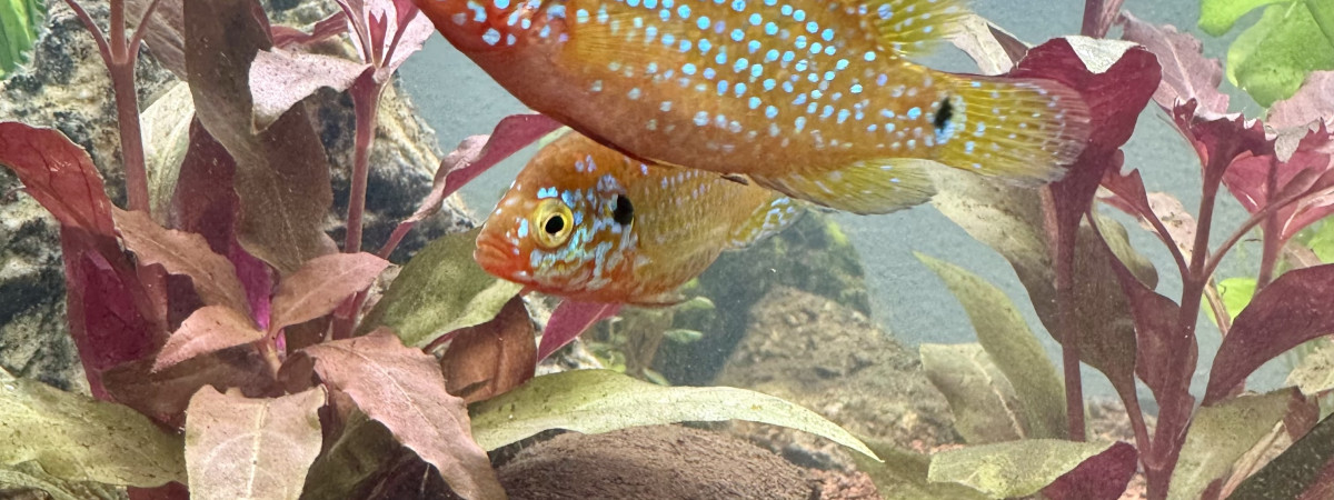 aquarium AquaSalon