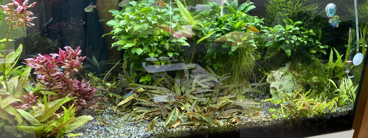aquarium Blagis