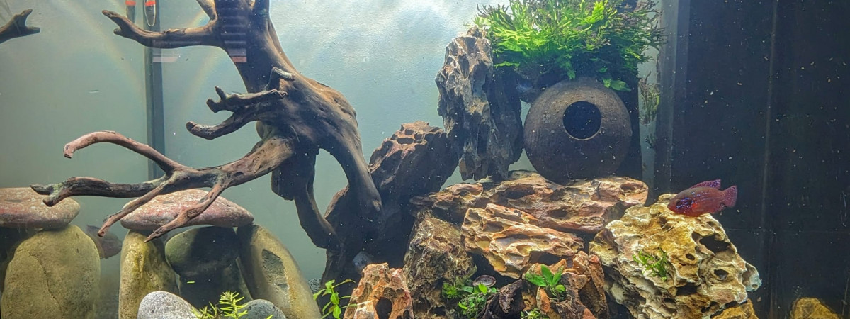 aquarium Aquarium cichlides grand