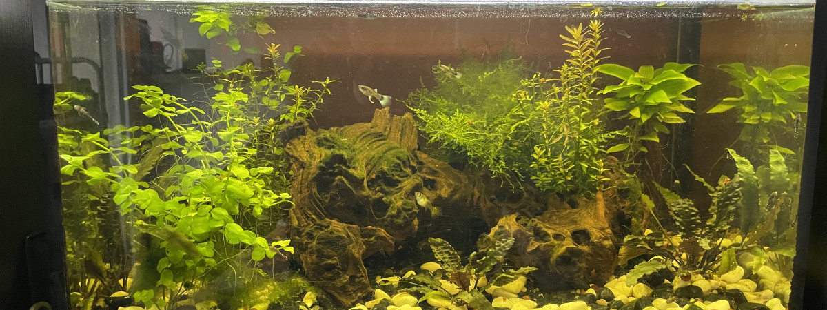 aquarium Aquarium