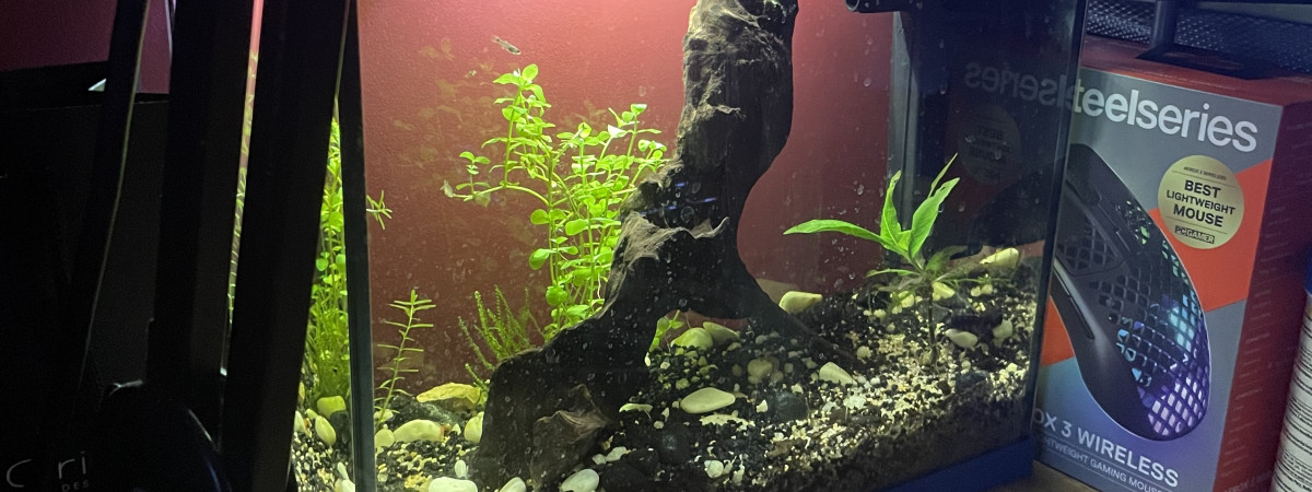 aquarium Nurserie de bureau