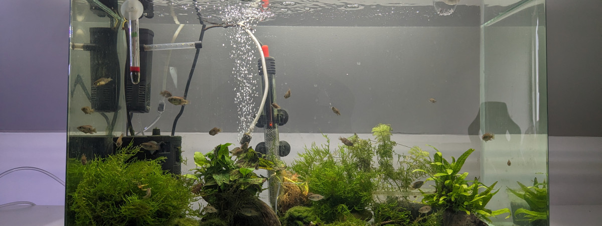 aquarium Aquarium cichlides alevins
