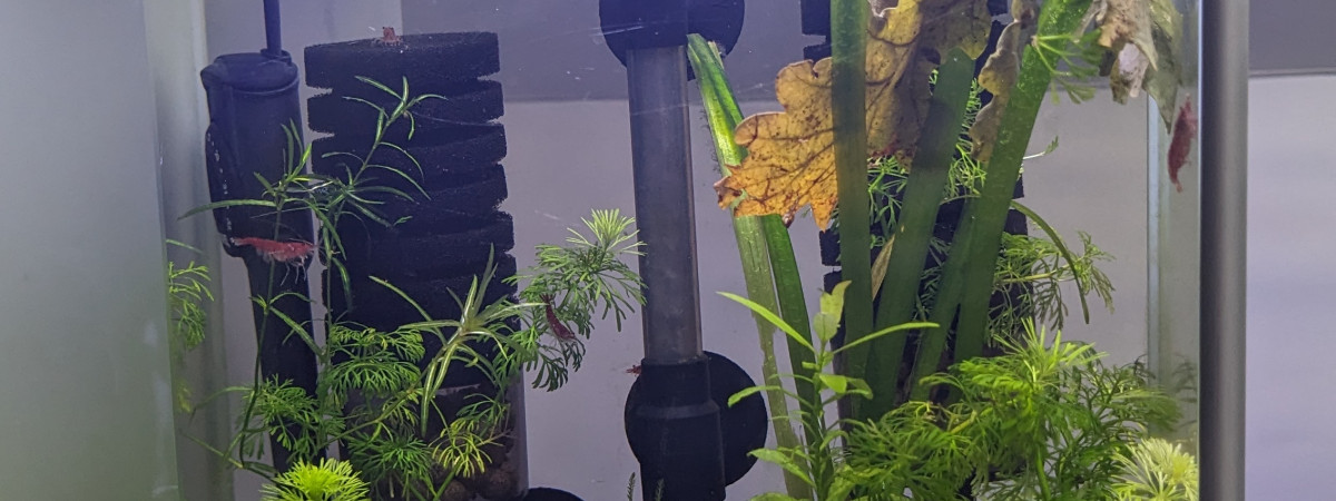aquarium Aquarium red cherry