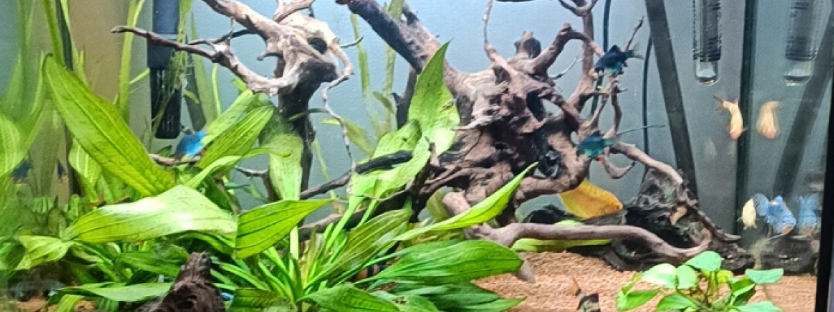 aquarium fabien