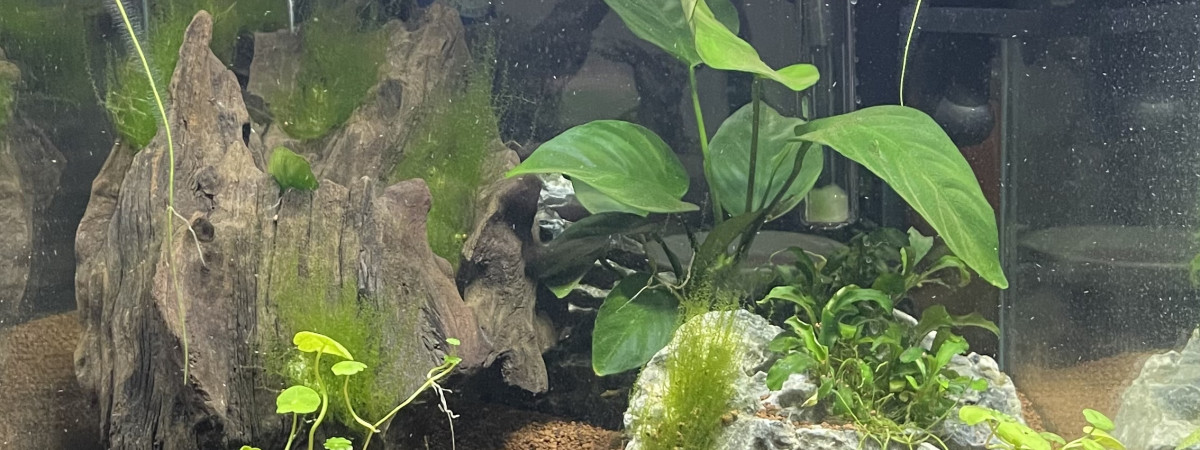 aquarium 33L - crevettes