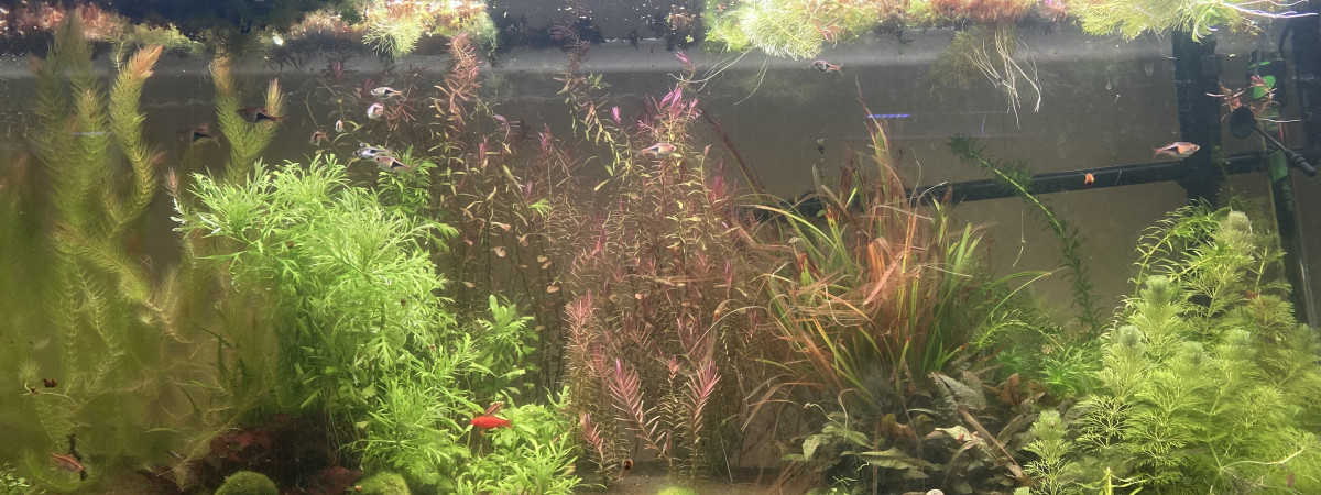 aquarium Biotope marais Sud est Asie
