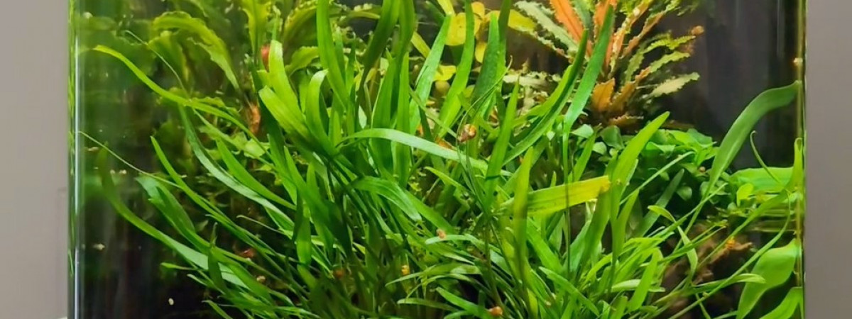 aquarium Nano 20l