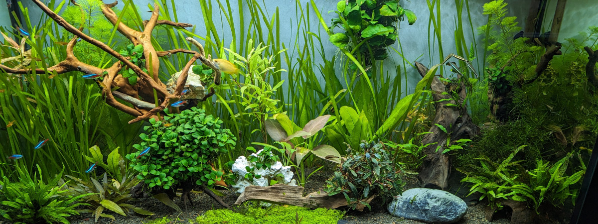 aquarium 180 L