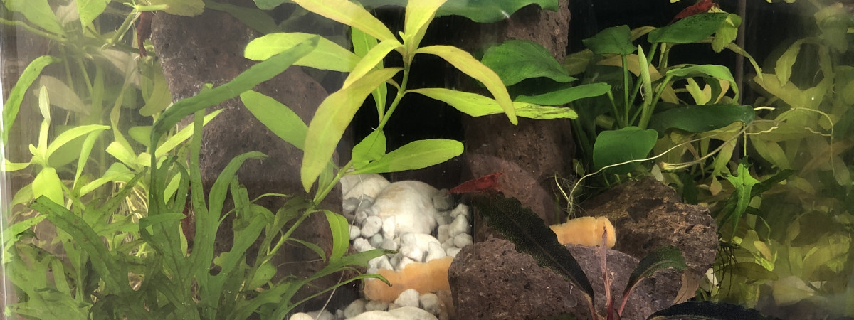 aquarium Nano