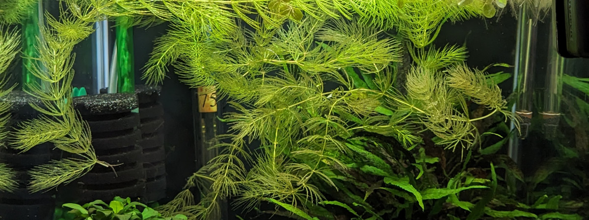 aquarium Killies