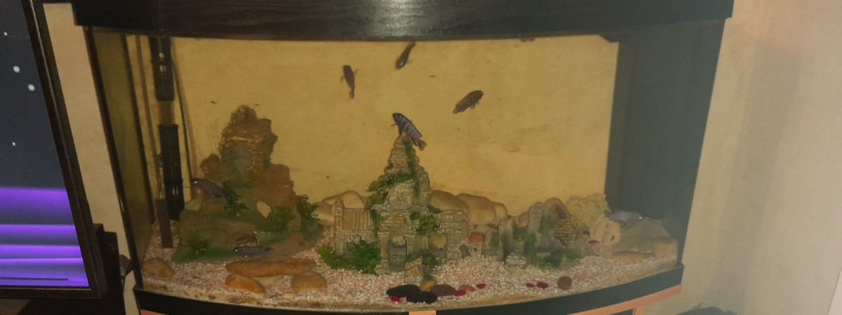 aquarium Cyclidés Bombé
