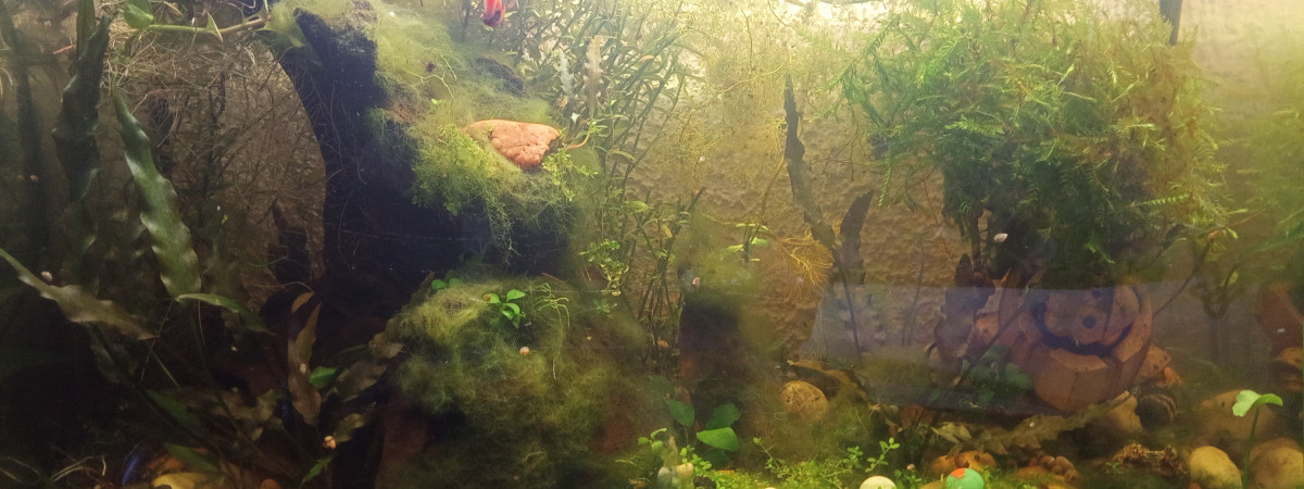 aquarium aquarium