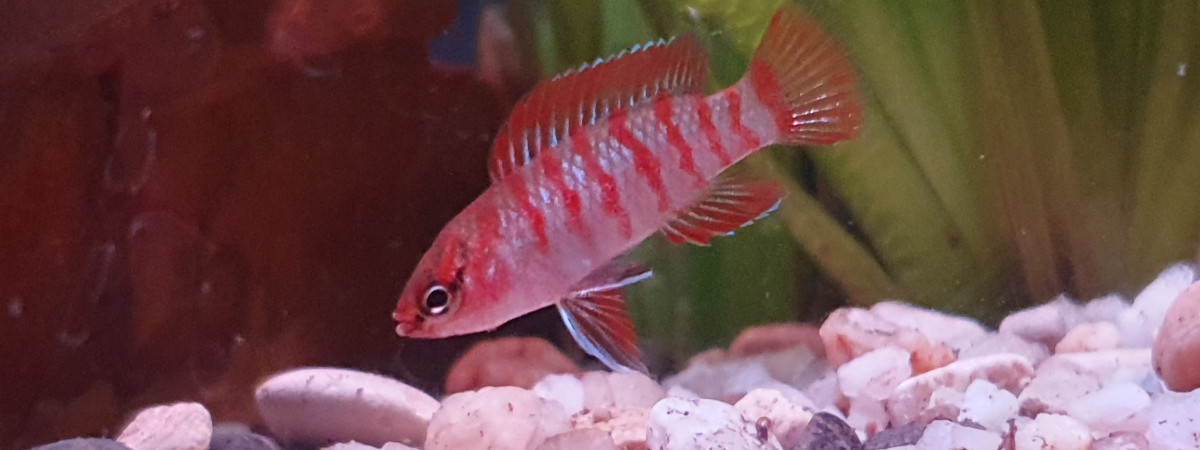 aquarium Kr