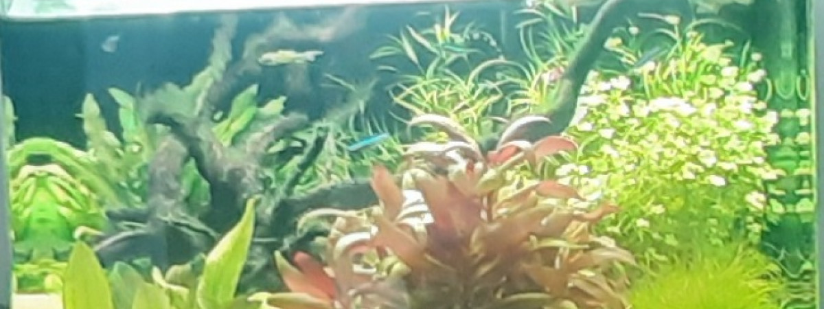 aquarium bac vénézuela