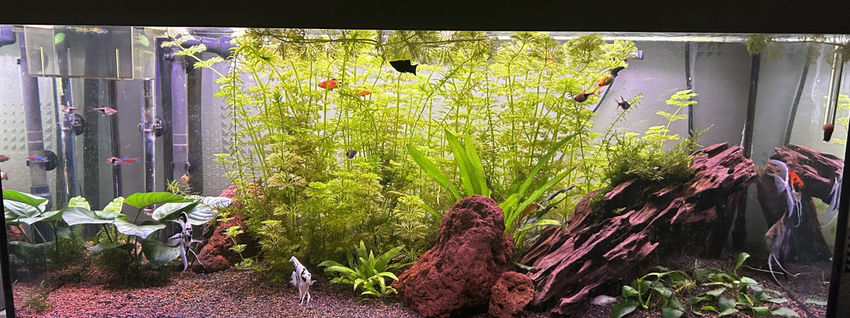 aquarium Début
