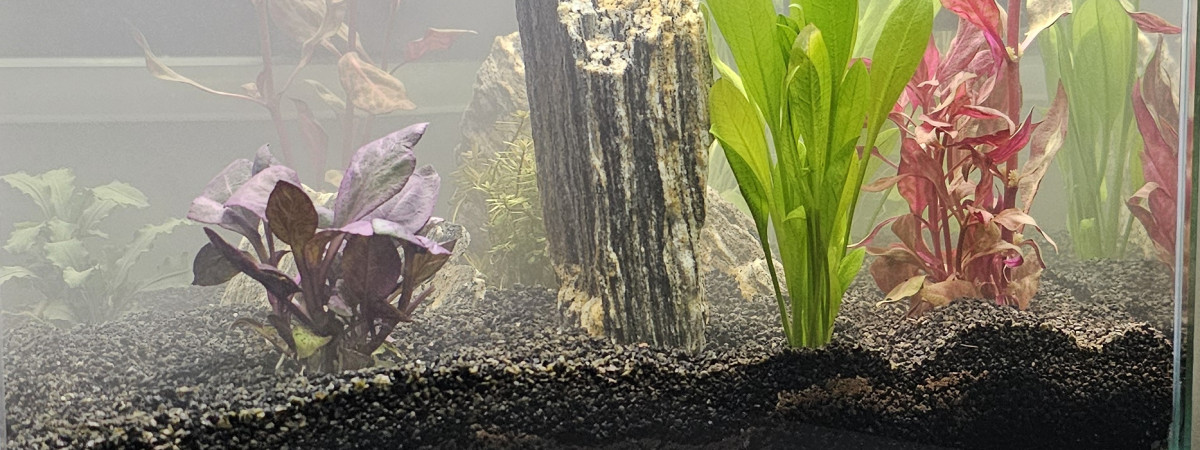 aquarium Crevettes