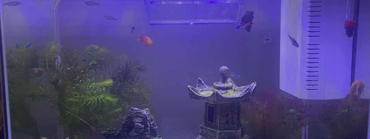 aquarium Super fish 80l