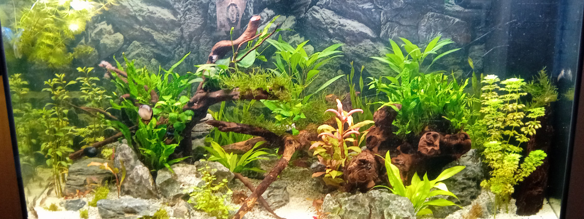 aquarium 180 Visio JPC